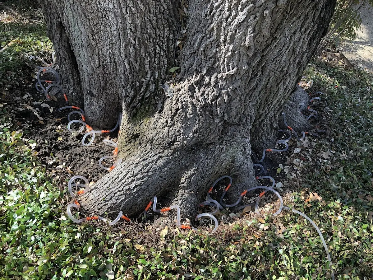 Detailed Tree Cabling and Bracing job site in Kevin