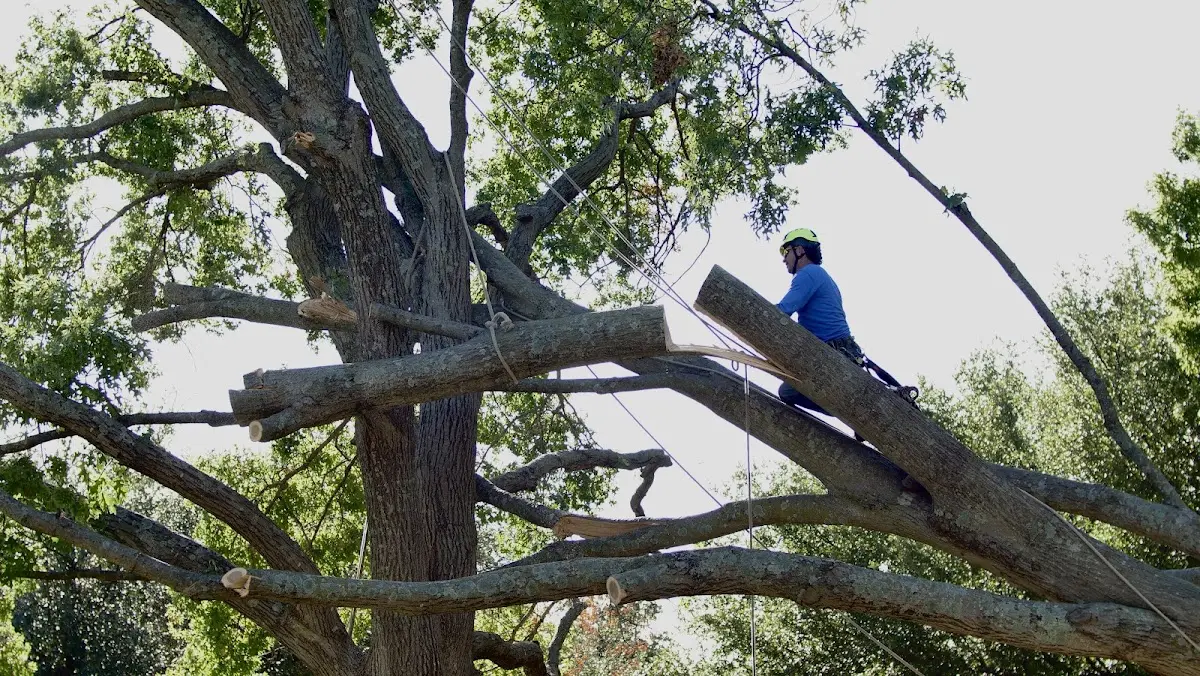 Professional Crown Thinning performed by certified arborists in Kevin